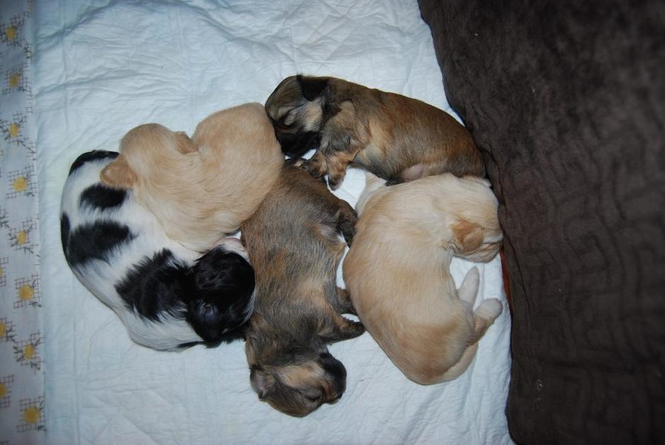 HAVANA MELODY | Avtor: HAVANA MELODY