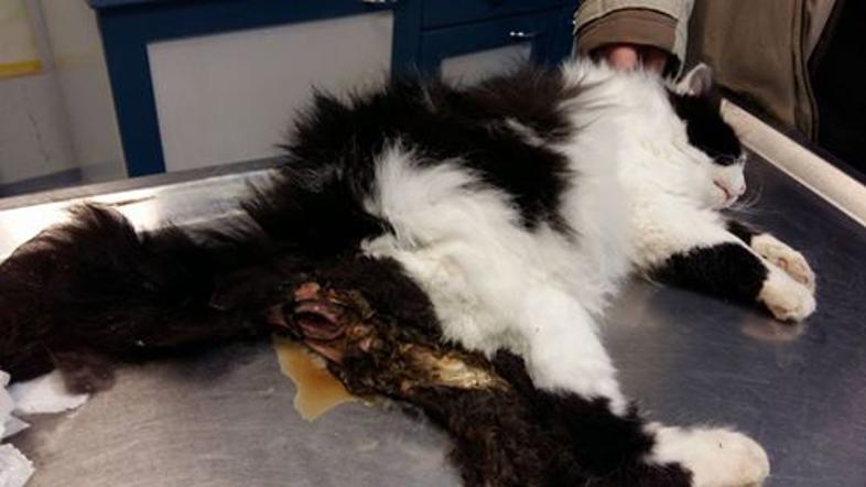 mučenje živali maček