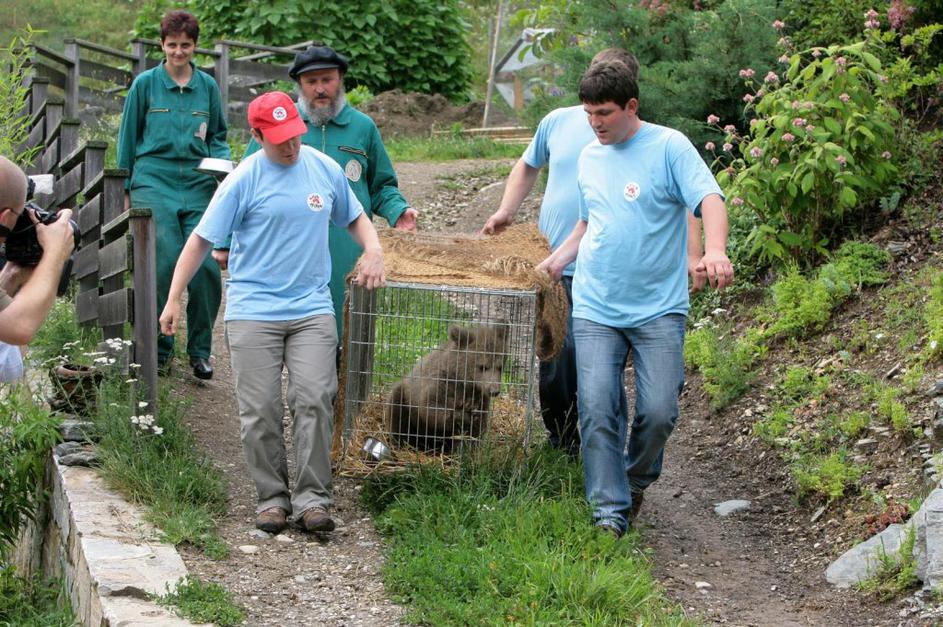 Odhod medveda Srečka