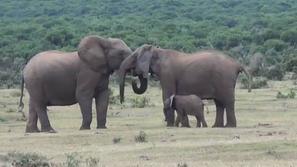 slon družina združenje
