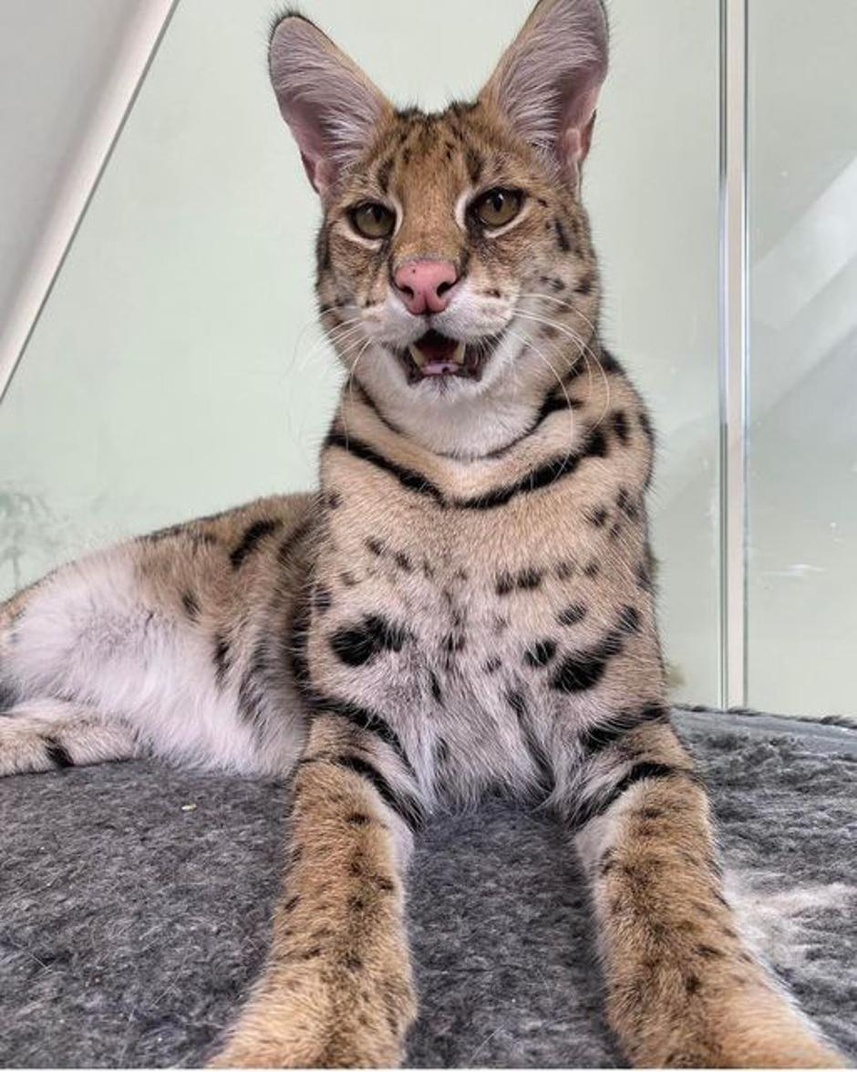 špela kastelic | Avtor: Facebook