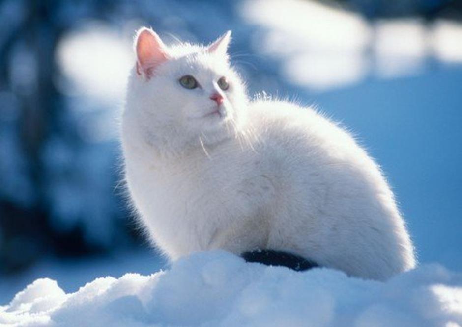 Mačka na snegu | Avtor: Profimedia