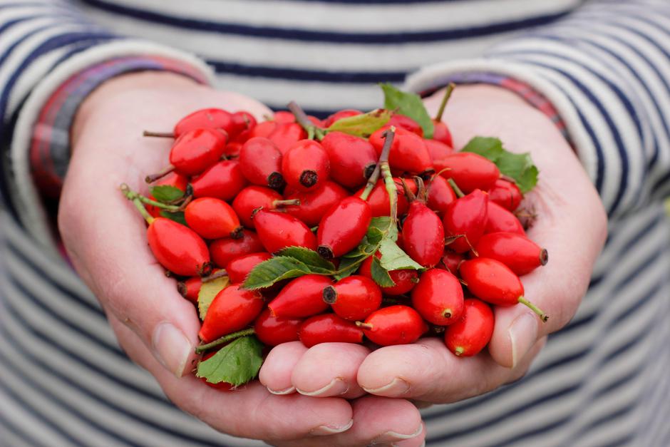 Šipek | Avtor: Profimedia