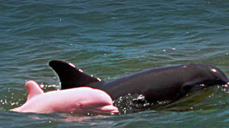 Nenavaden, a zdrav delfin