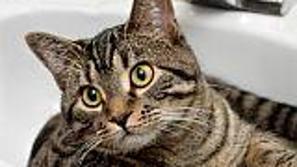 Iz ZDA poročajo o prvi okužbi mačke z virusom nove gripe. Foto: iStockphoto