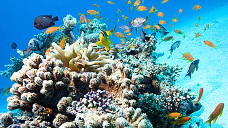 Globalno segrevanje ne ogroža samo koral, ampak tudi ribe, ki se zadržuje na kor
