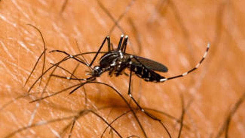 Virus Zahodnega Nila prenašajo komarji. (Foto: Žurnal24)