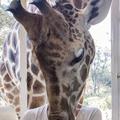 Žirafa pri zajtrku