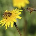 Ministrstvo bo čebelarjem namenilo do 50.000 evrov.