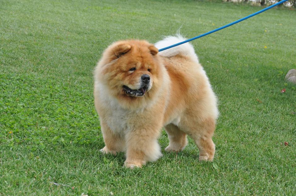 Čov čov | Avtor: Gordana Zupanc