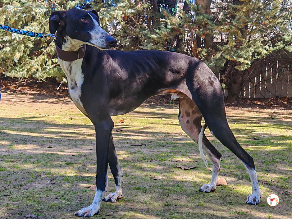 Galgo RATON | Avtor: Galgo RATON - išče dom