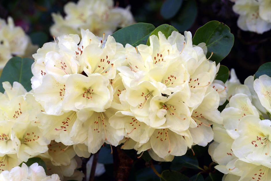 rododendron | Avtor: Profimedia