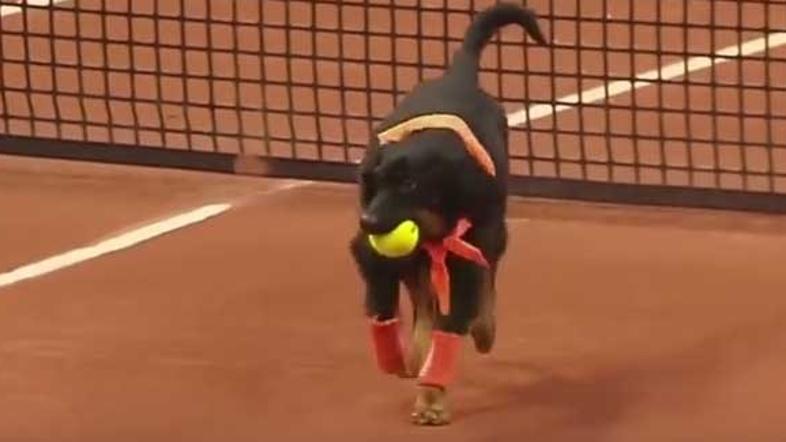 Brazil Open tenis psi pobiralci žogic