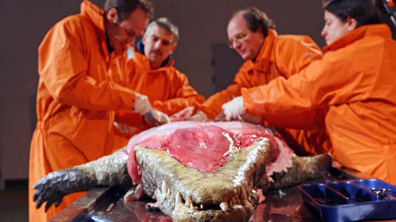 Patologi pri odpiranju čeljustnih mišic nilskega krokodila