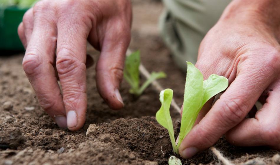 Ne prehitevajte: Spremljajte te podatke in pridelek bo rastel bolje