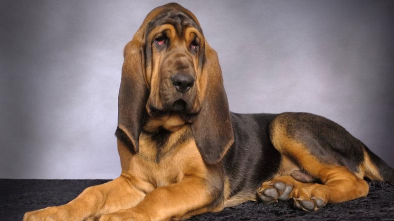 Pes, bloodhound