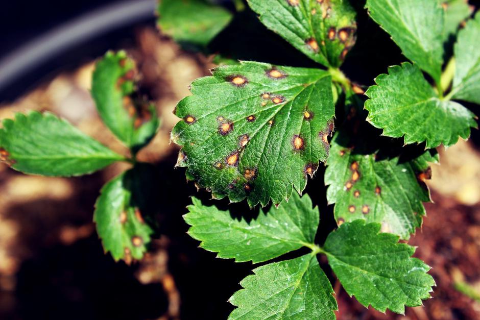 jagode bela pegavost | Avtor: Profimedia