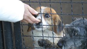 Okužene živali zdravijo na Gmajnicah, v Horjul pa nameščajo živali, ki so jih lj