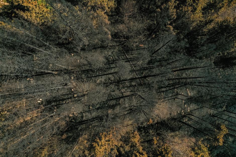 Potoška gora, gozd, občina Preddvor | Avtor: Primož Šenk