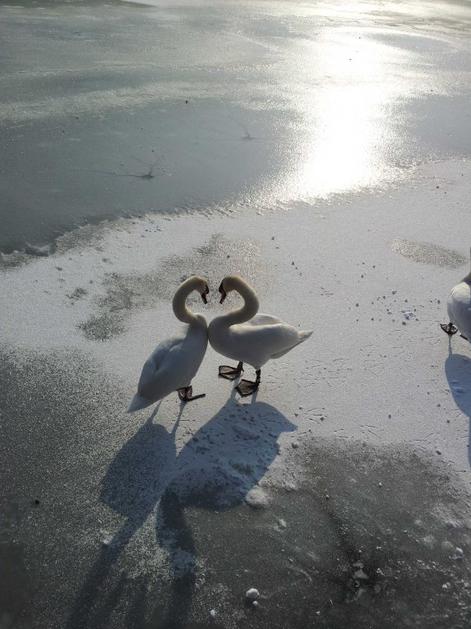 Zaledenelo Zbiljsko jezero