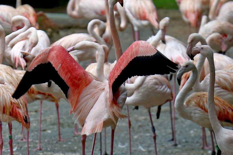 Phoenicopterus roseus, flamingo, plamenec | Avtor: Profimedia