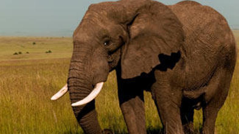 Slona ni ustavilo niti policijsko orožje.