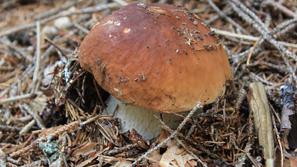 Gobe, jurček, Pokljuka, Triglavski narodni park