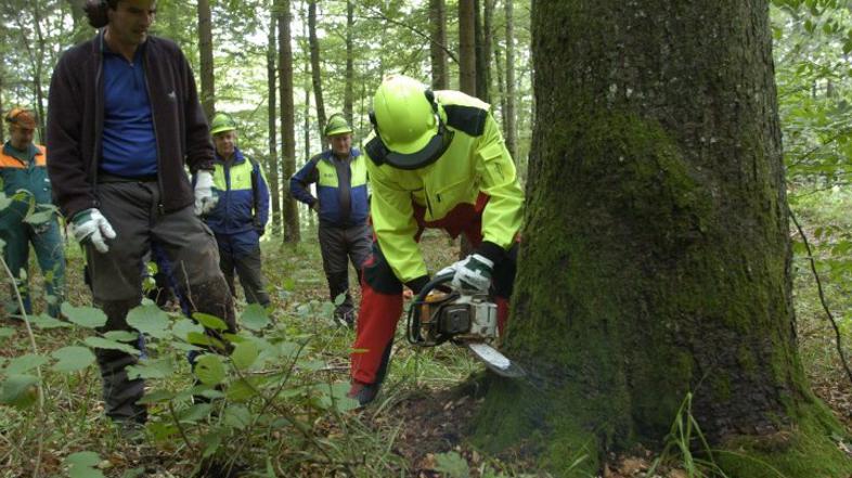 Pahor s postojnskimi gozdarji podiral drevesa