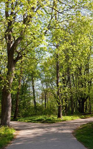 pomlad narava park drevesa ljudje se sprehajajo