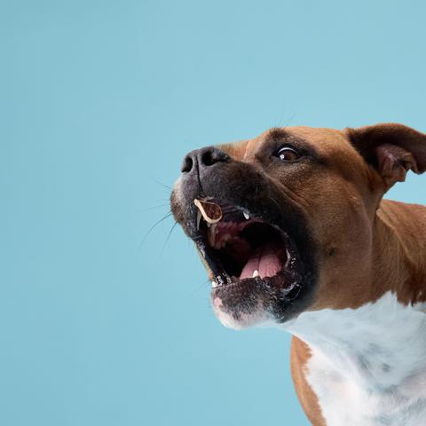 Staffordshirski terier