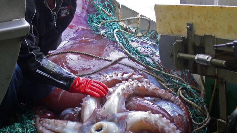 Ligenj vrste Mesonychoteuthis hamiltoni je bil ujet februarja leta 2007 v morju 