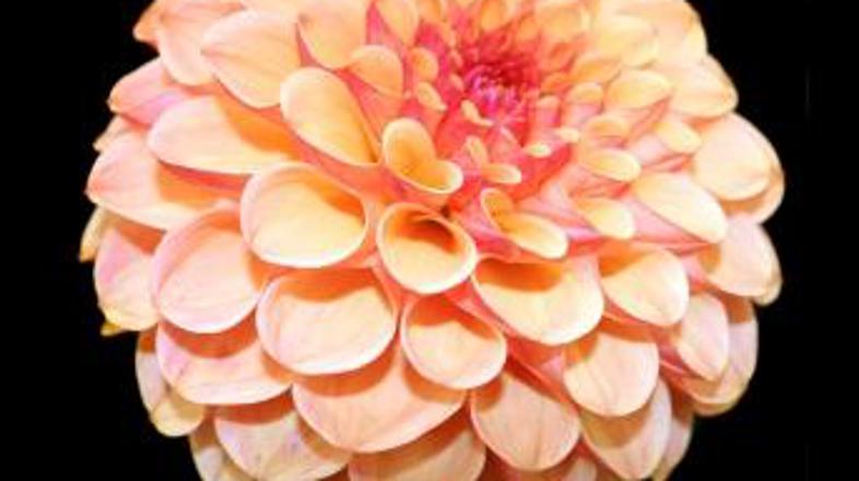 Krizantema je lep poklon pokojnim.