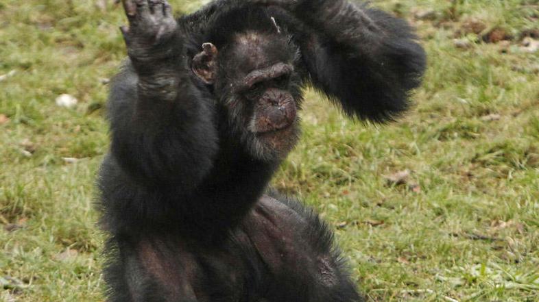 šimopanz, kamera, film