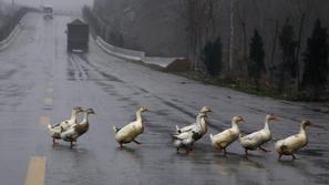 žival, prečkanje, cesta