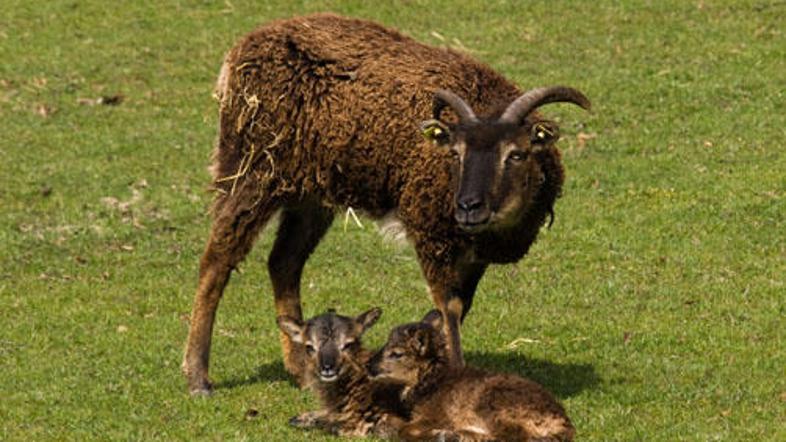 Zaradi milejših zim preživijo tudi šibkejši primerki.