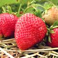 jagode