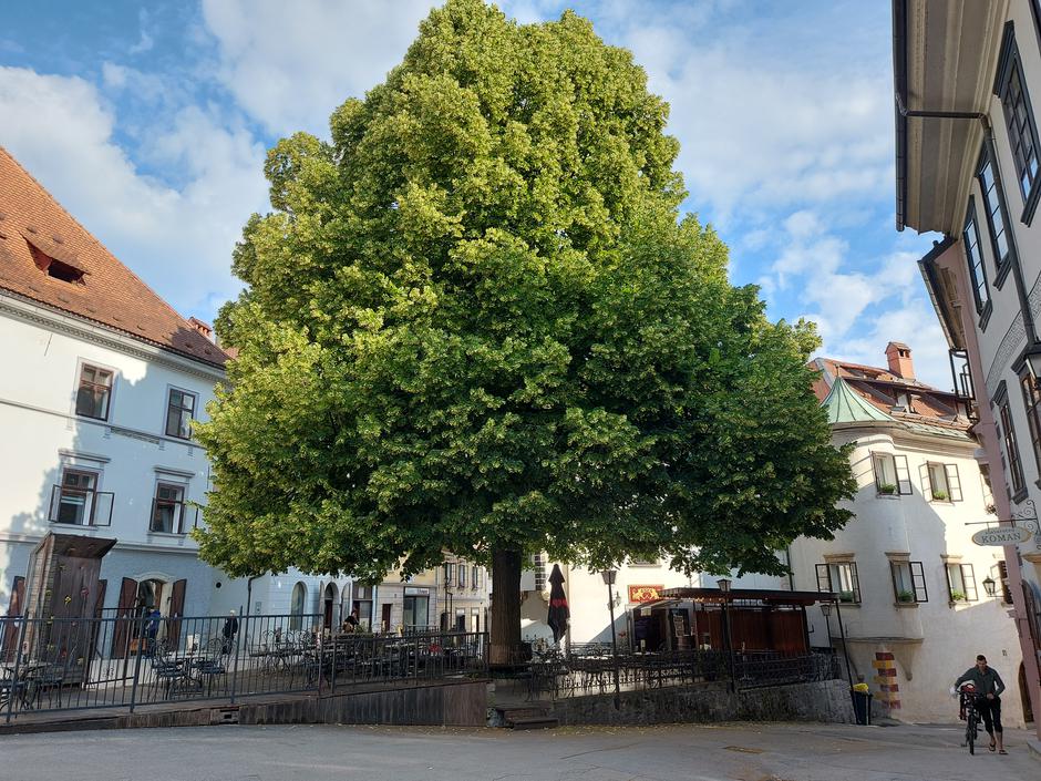 Homanova lipa, Škofja Loka, Mestni trg | Avtor: M. Ha.