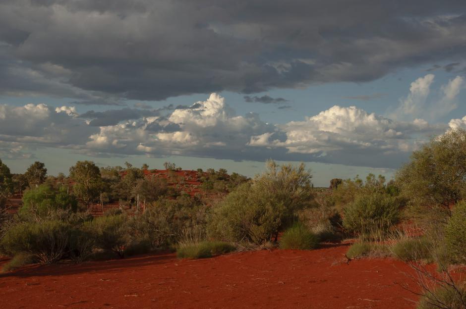 divjina avstralija | Avtor: Profimedia