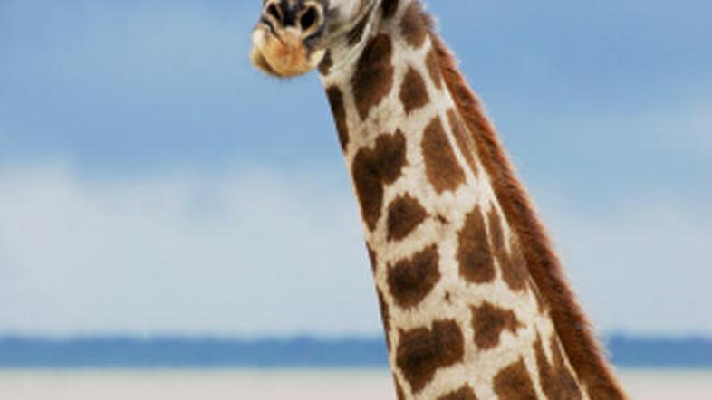 Iznajdljiva žirafa je rešila cirkuške živali. A ne za dolgo.