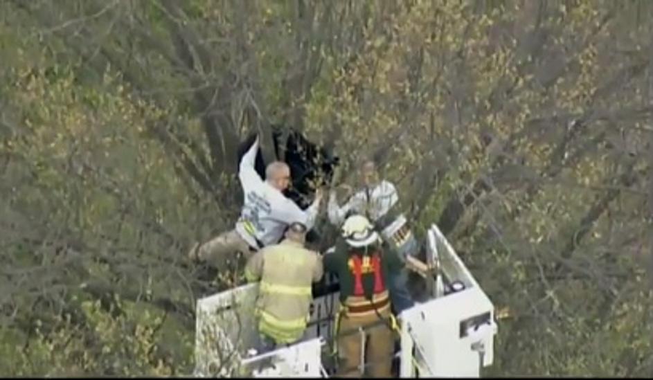 Veterinarji so morali medveda v reševalni akciji uspavati, da so ga gasilci splo