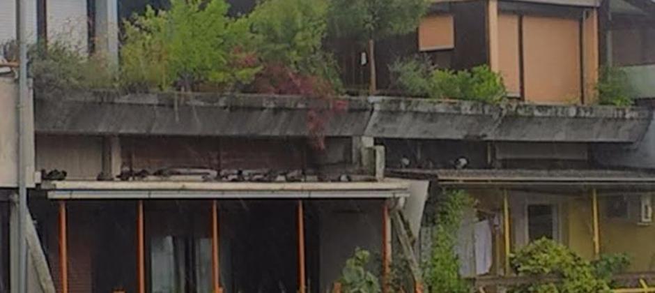 Golobi | Avtor: Žurnal24 main