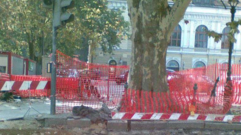 Ker so poškodbo korenine sanirali in drevo ni ogroženo, IRSOP ne vidi podlage za