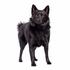 Schipperke 