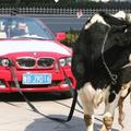 Krava in BMW