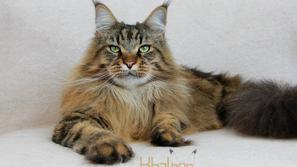 Maine coon