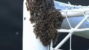 Čebele so zasedle okvir gola. (Foto: As.com)