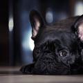 Črn francoski buldog