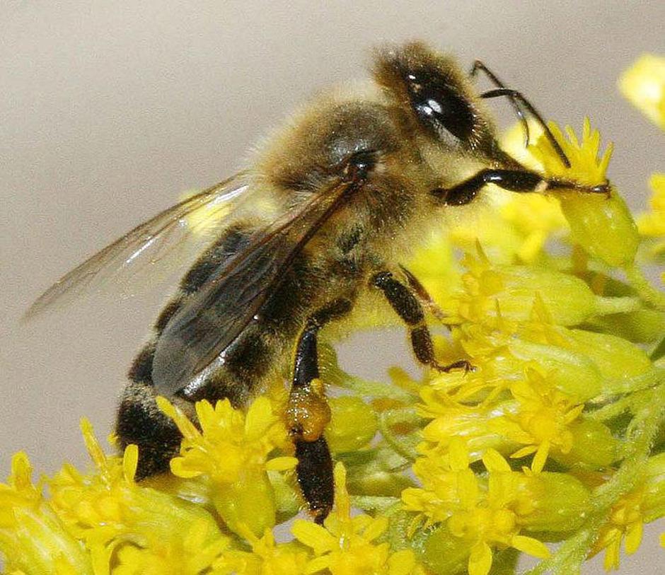 Kranjska čebela ali sivka se od drugih pasem jasno razlikuje, tudi po učinkovito | Avtor: Žurnal24 main