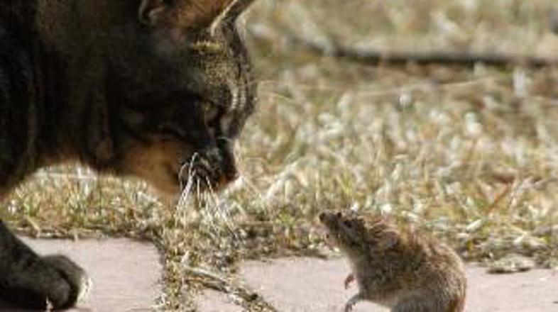 Mačke in podgane so lahko dobre prijateljice.