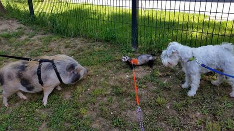 Rufus | Avtor: Facebook: Sir Rufus Bumblebee